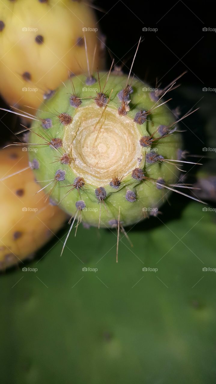 cactus fruits