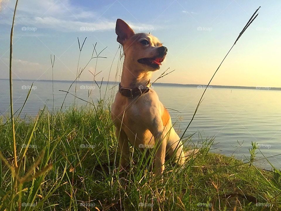 Teacup Chihuahua, looking big on the lake.