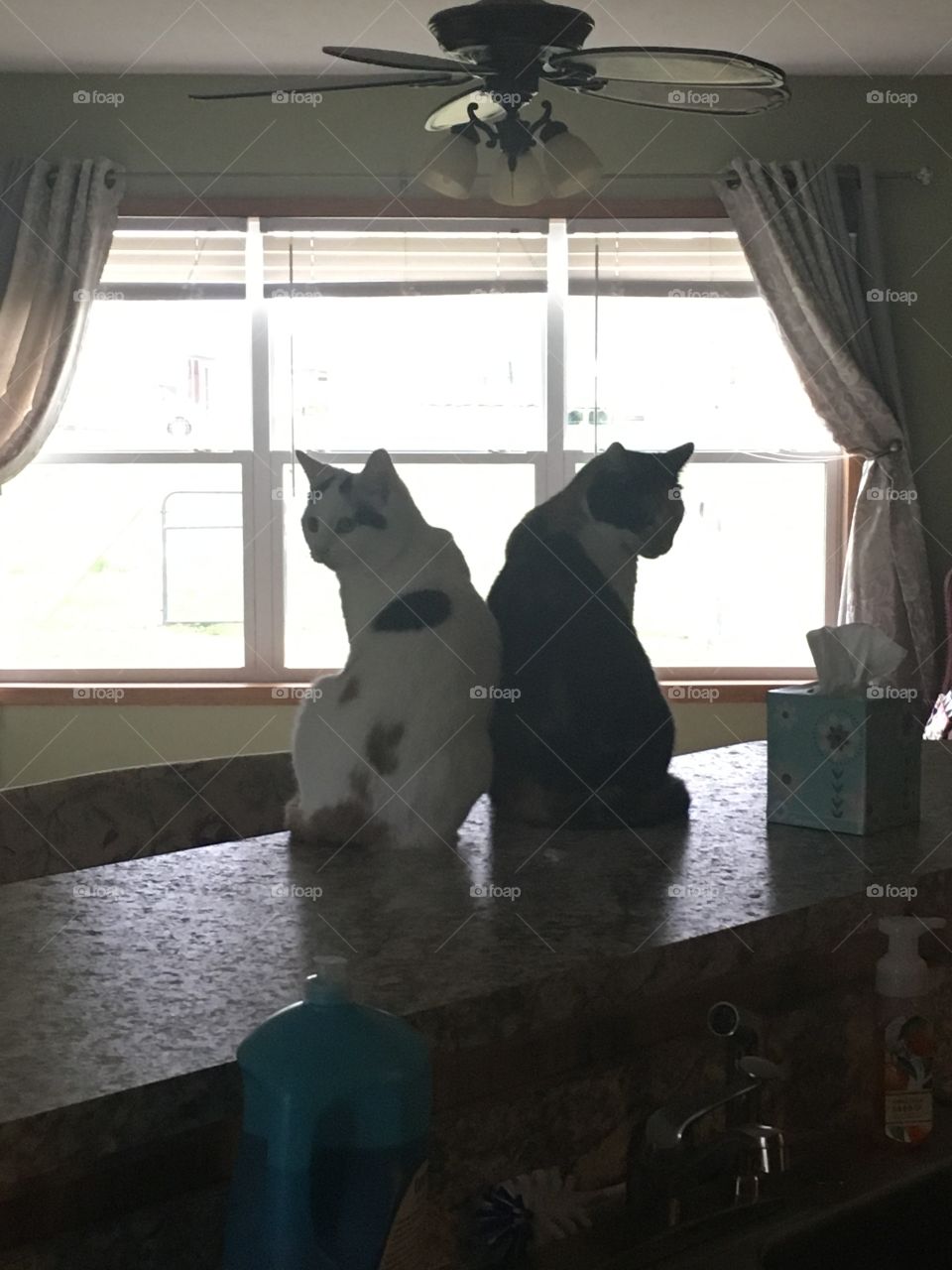 Calico sisters. 