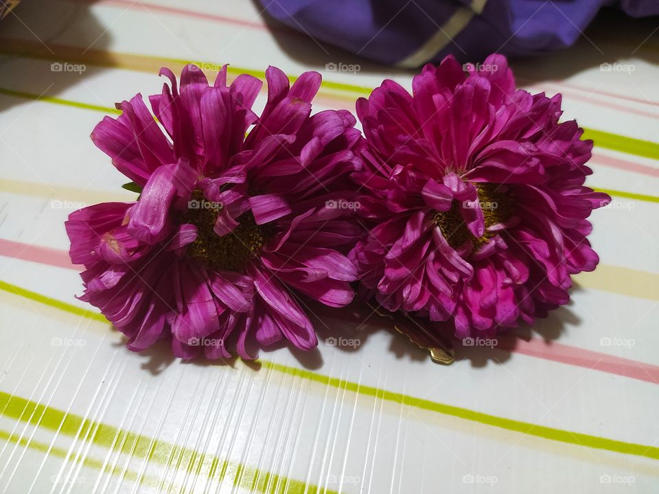 Shevanti Flowers Beauty in indian Gardens