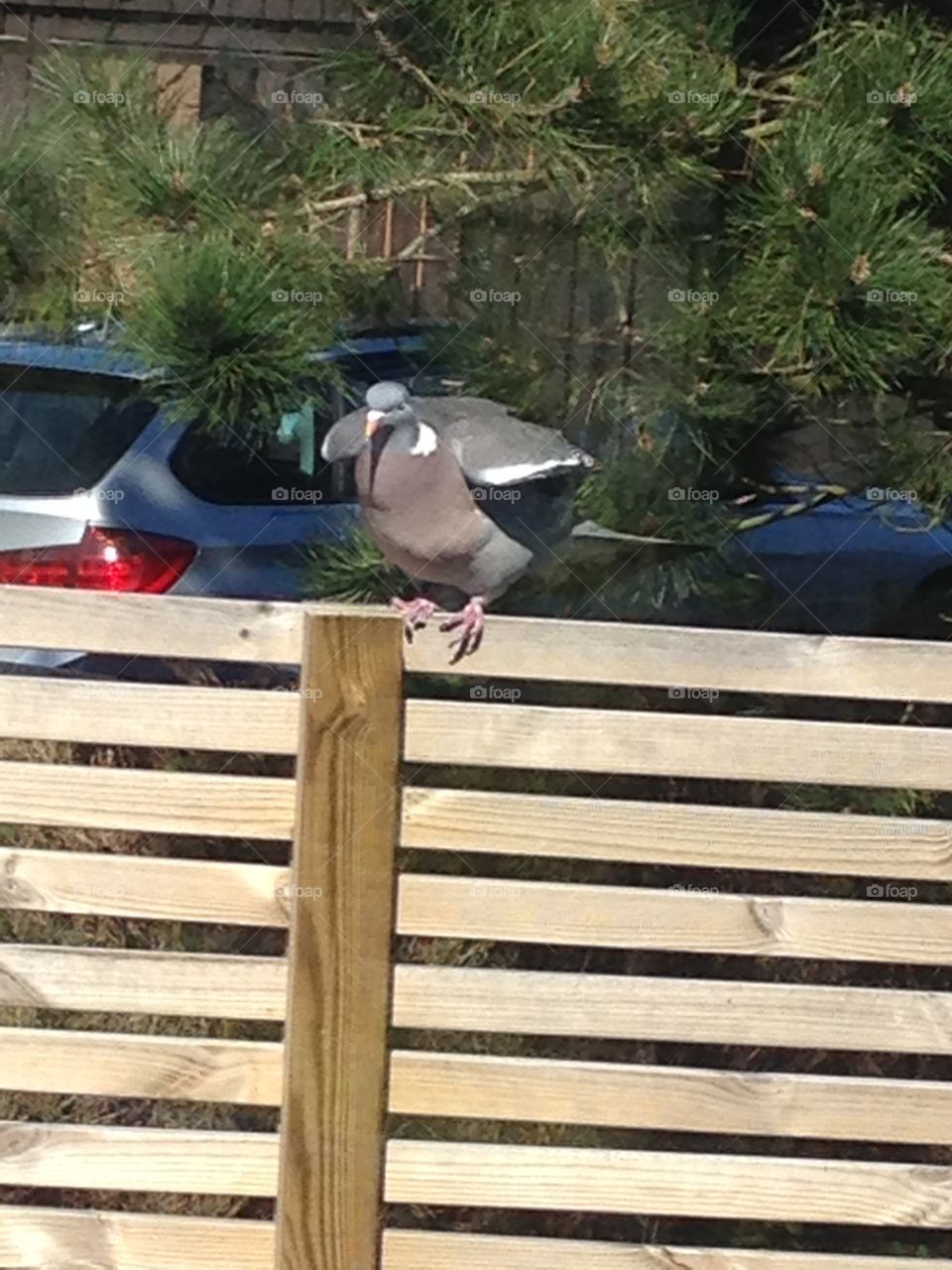 Dove. Big body, small head