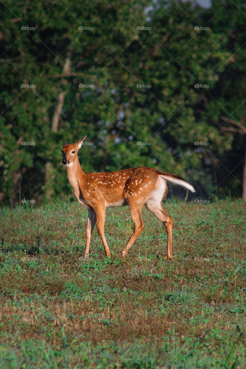 Young deer