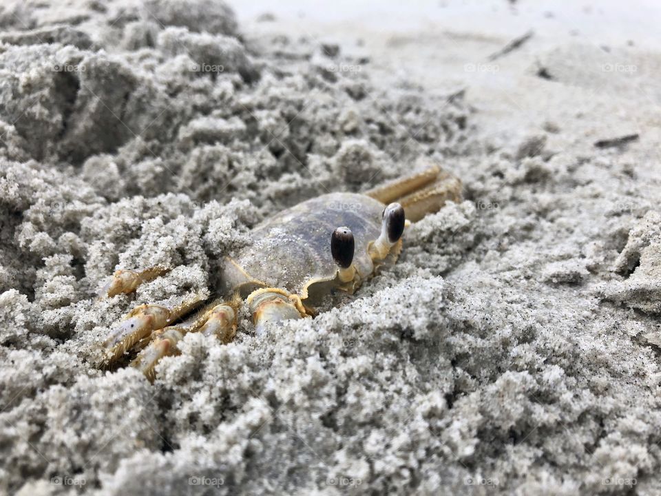 Ghost crab hiding in sand on NC seashore
