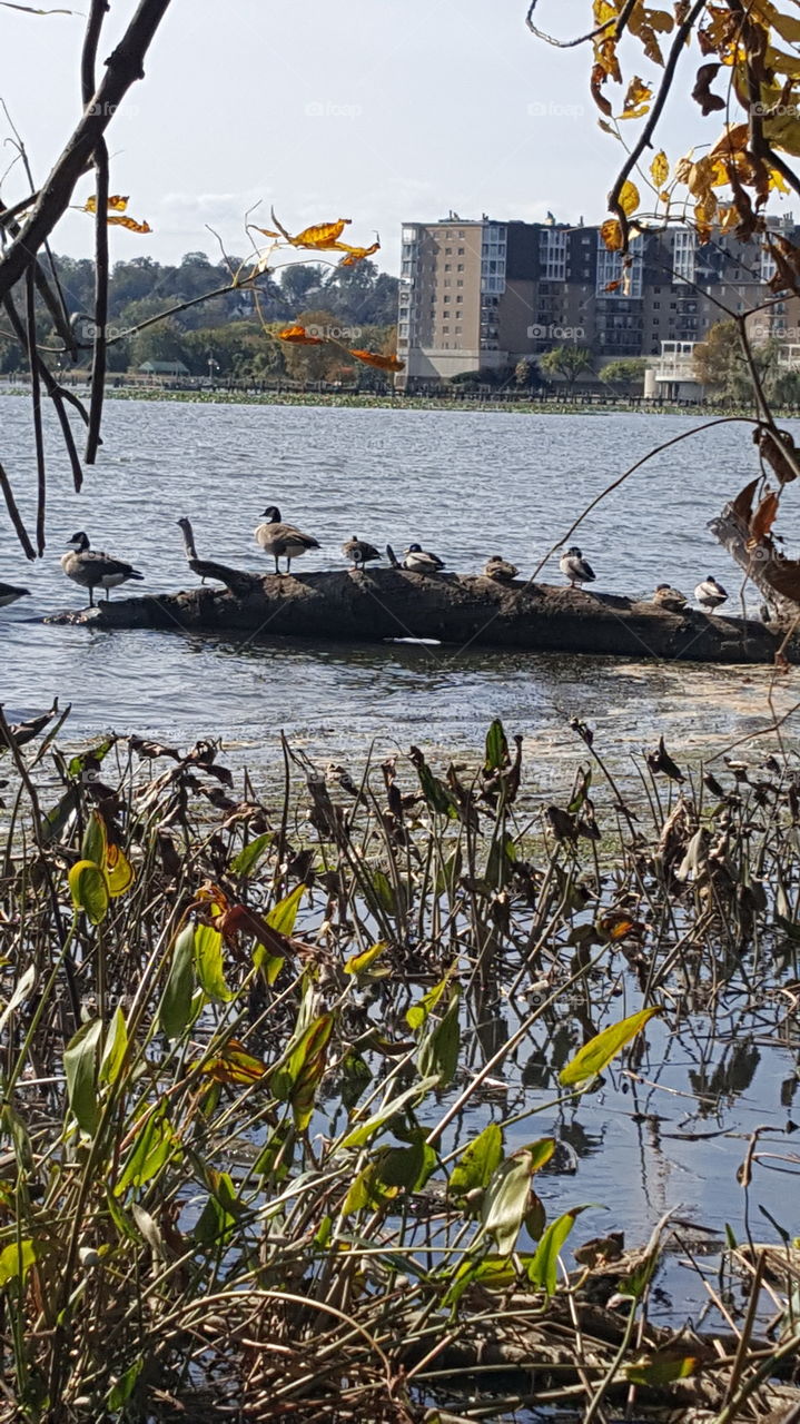 geese on a log by the water