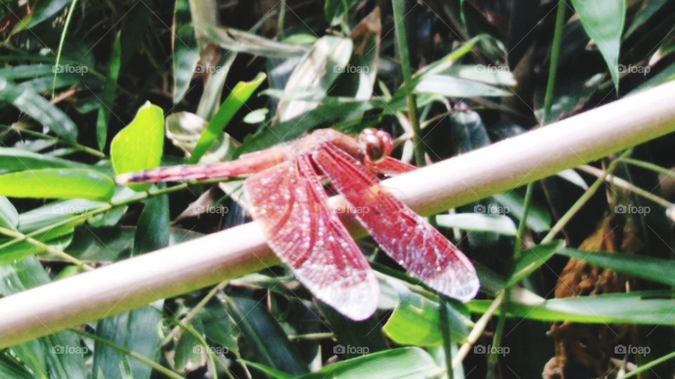 Red dragonfly