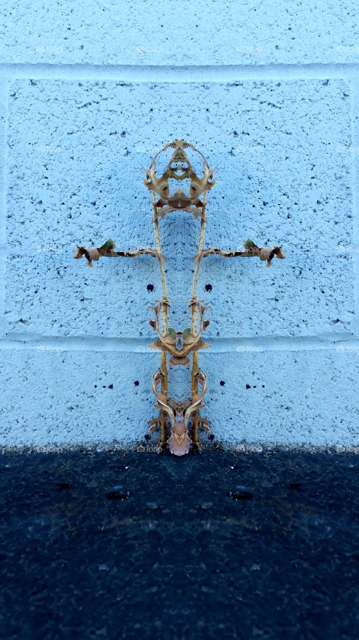 skeletor. a mirrored image of a weed growing out of the concrete.