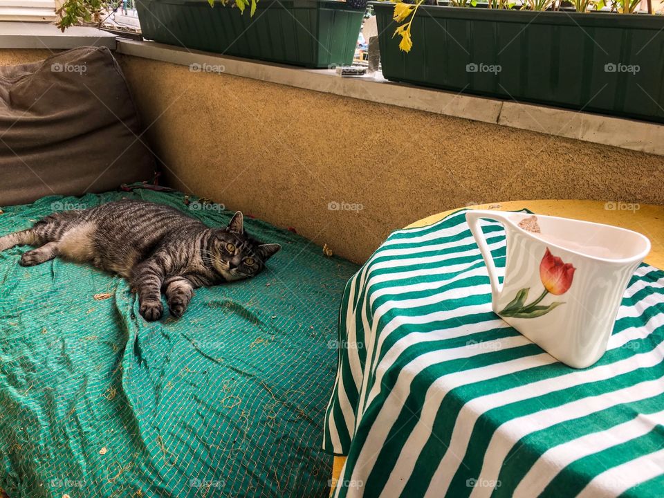 Coffee with kitty on the balcony 