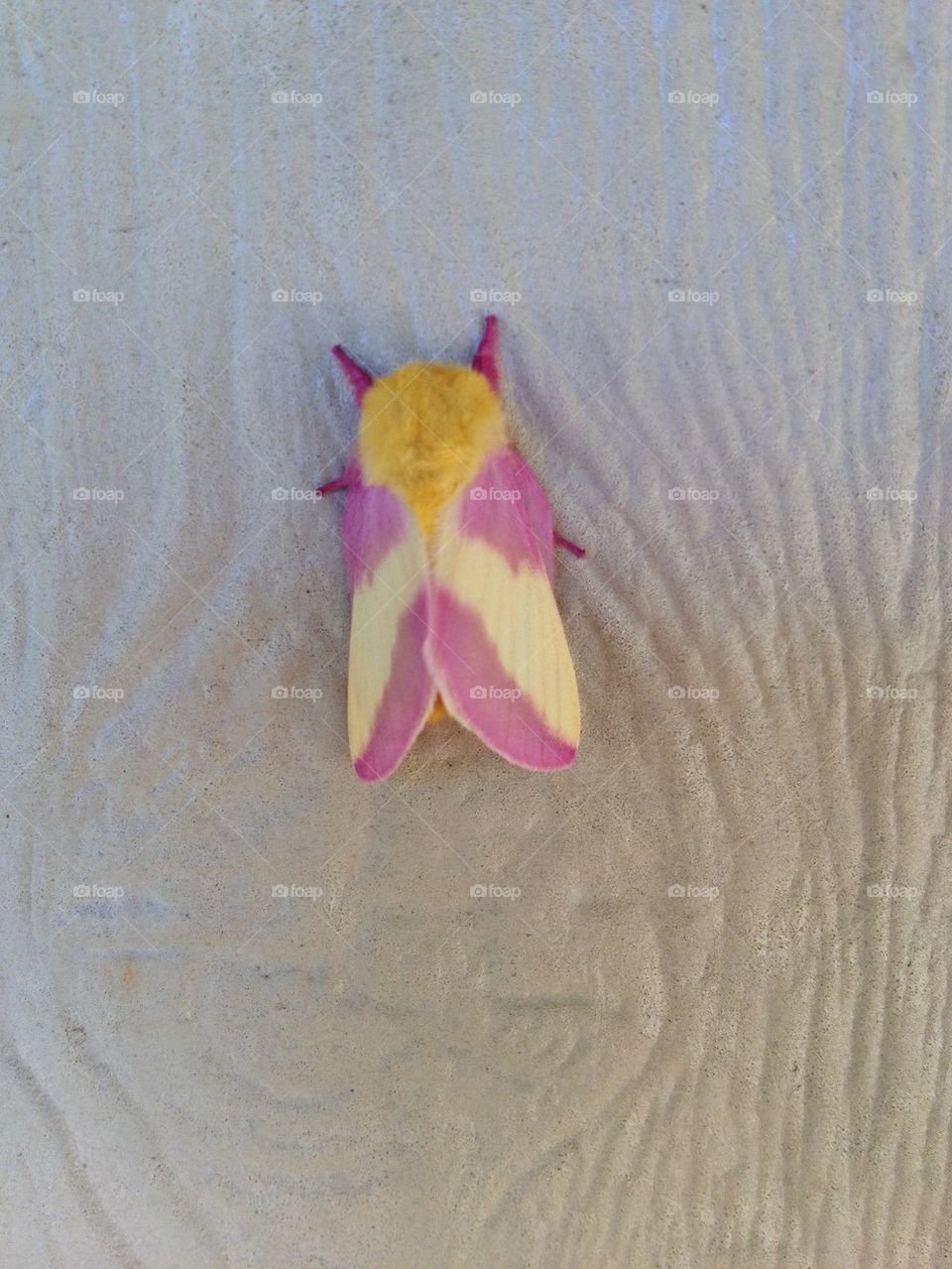 Moth