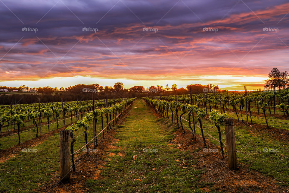 Sunrise over vineyard 