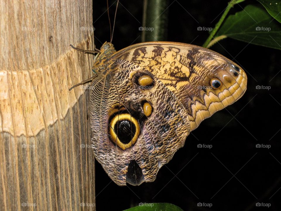 Macro Butterfly