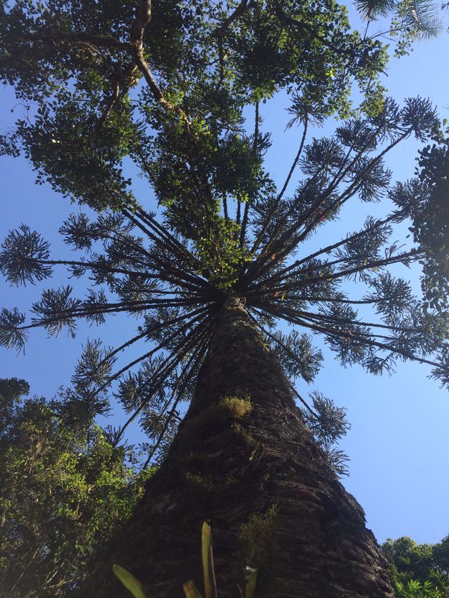 Looking up