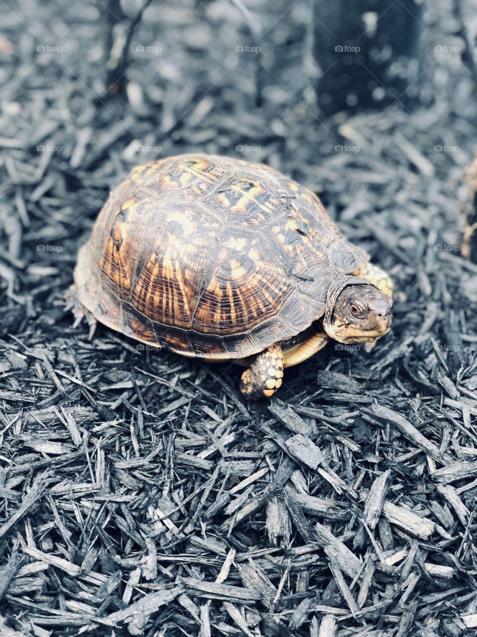 Little turtle chilling in the mulch