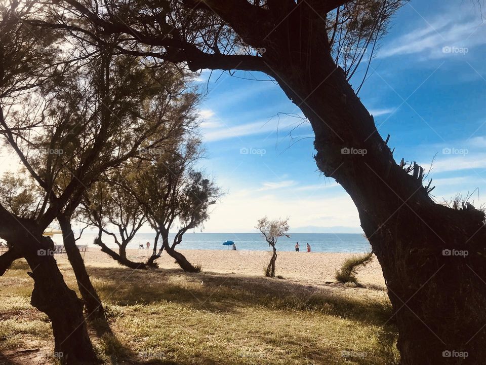 Trees by the beach 