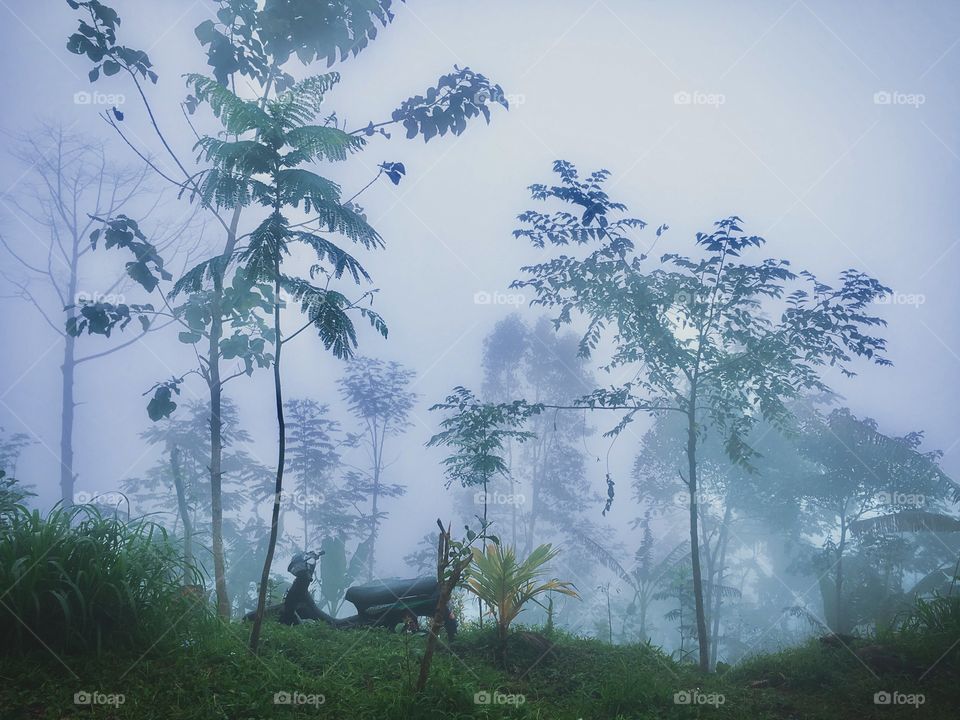 Foggy morning on Balinese mountains 