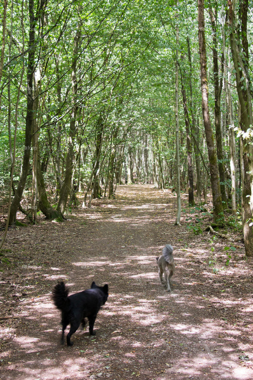 Dogs in the woods 