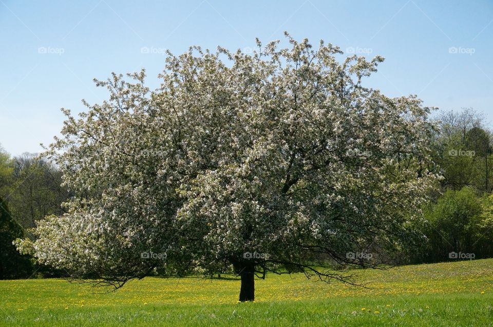 Spring Green. Apple Blossoms & Dandelions 