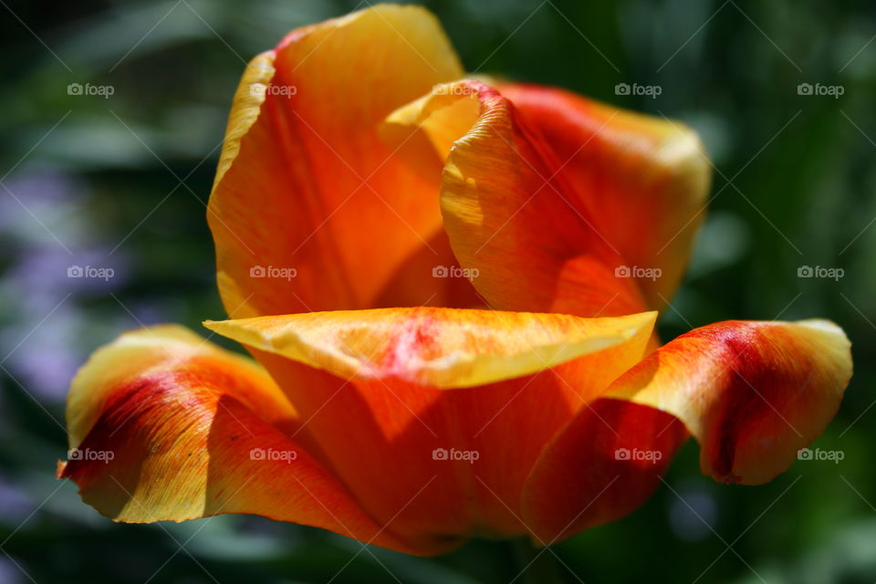 Sunrise Tulip