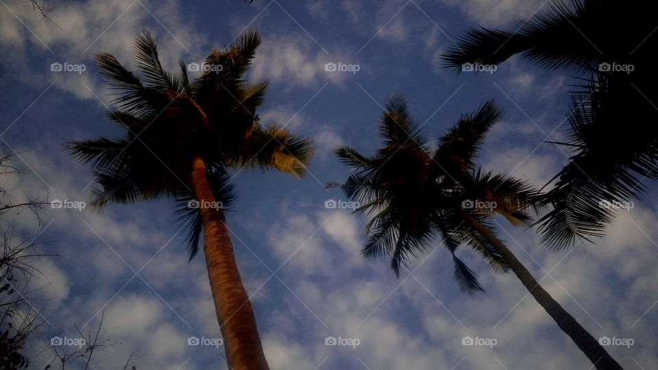 the most beautiful deep blue sky and clouds and coconut tree