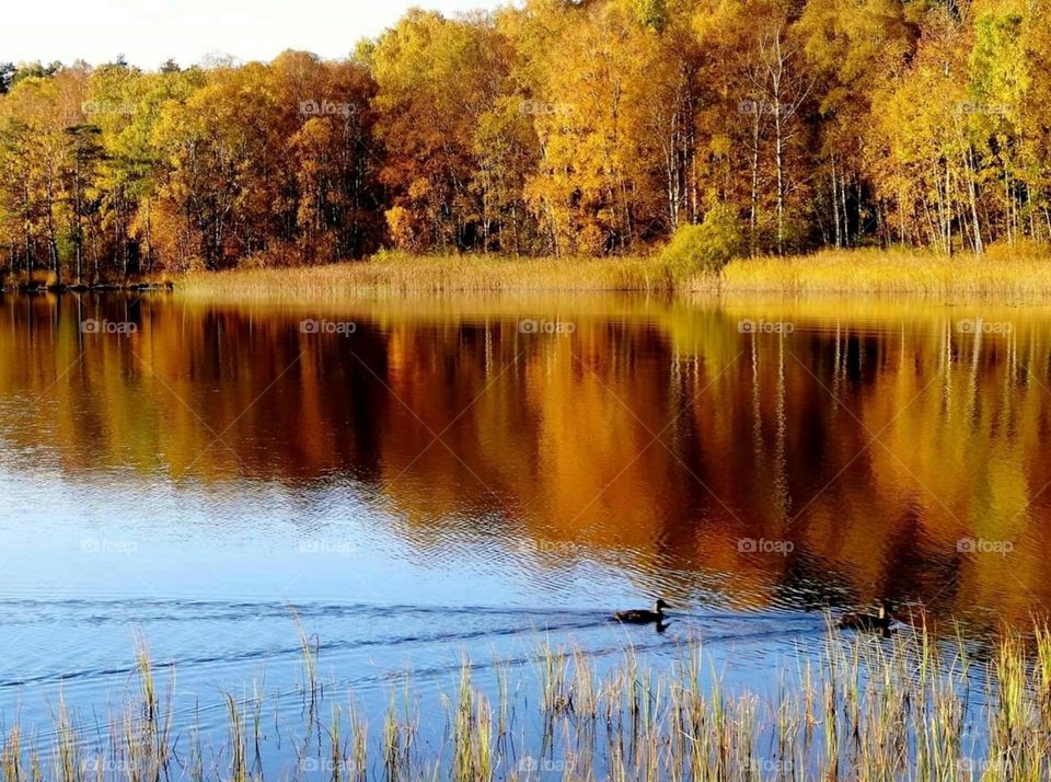 Autumn by the lake