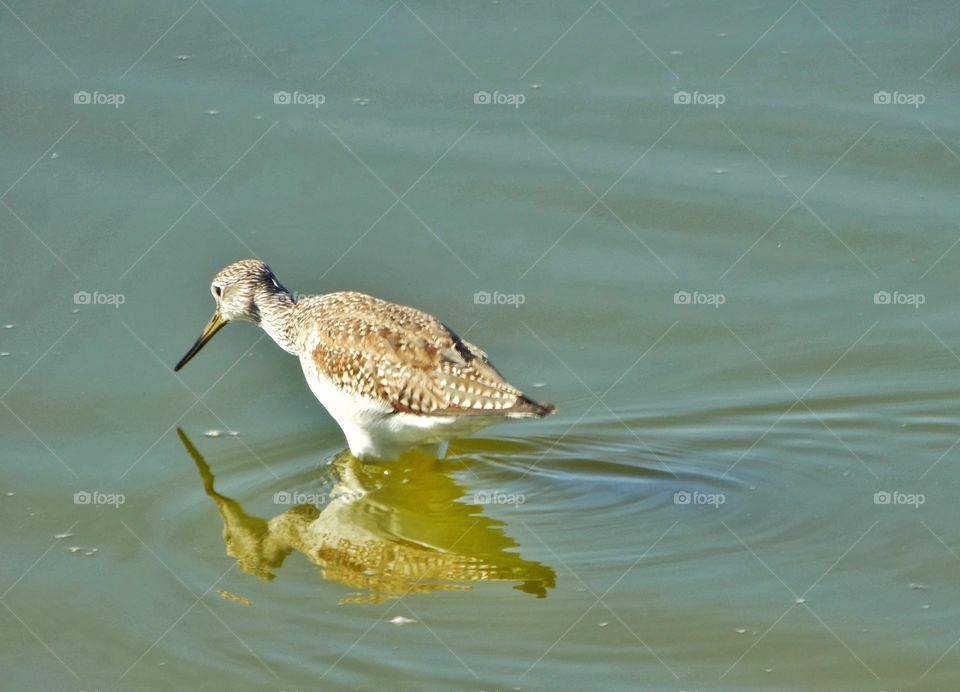 Sandpiper With Beak In The Water