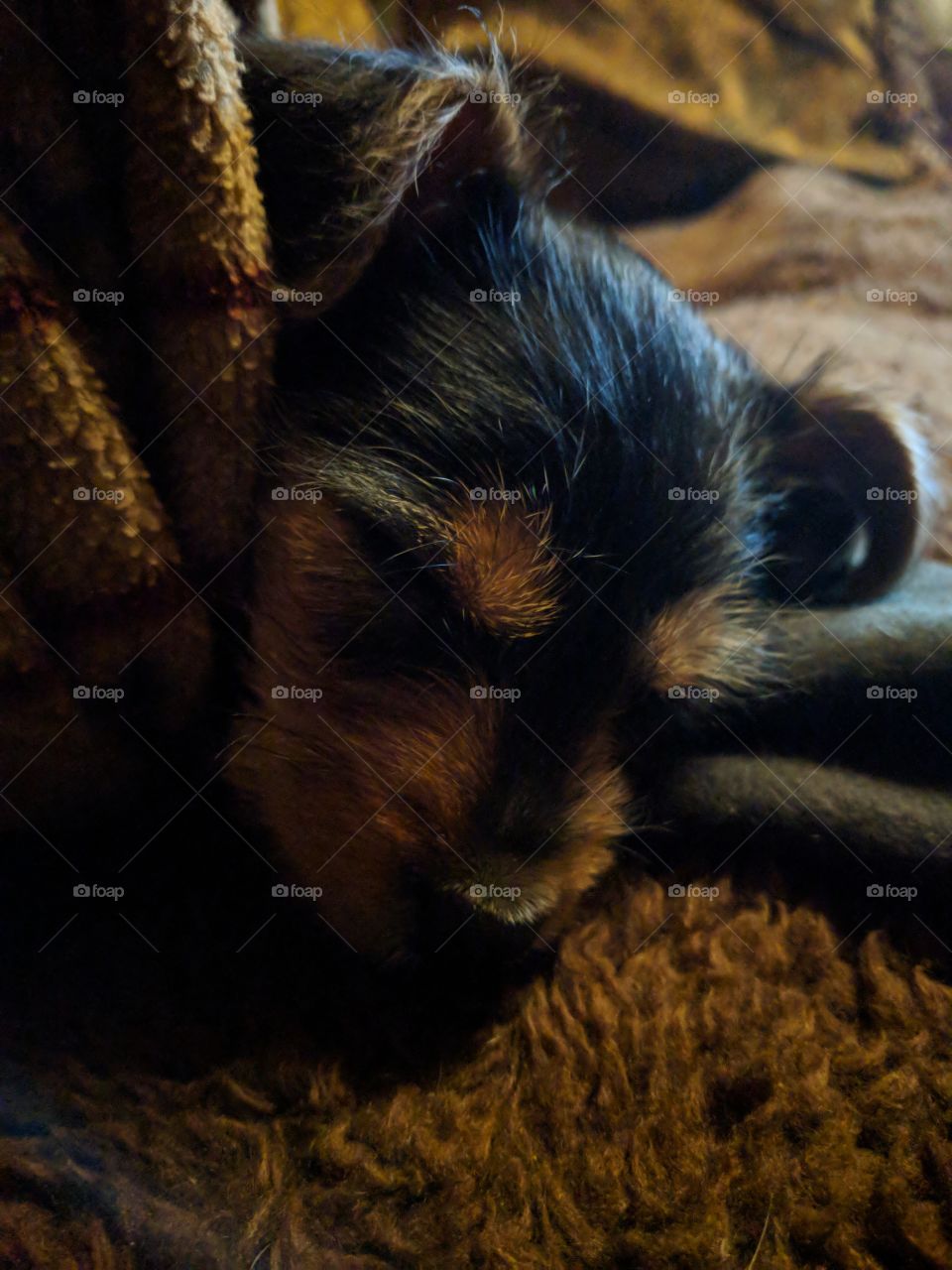 8 weeks old Chihuahua Yorkie poddle