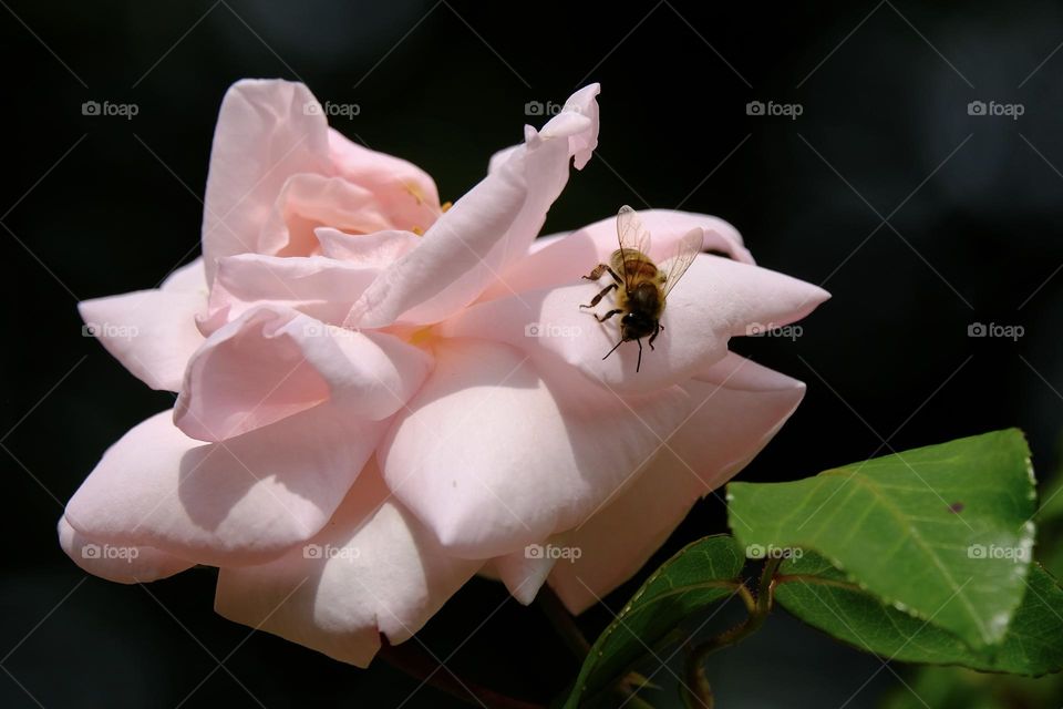Close-up of bee sitting on a pale pink rose. 