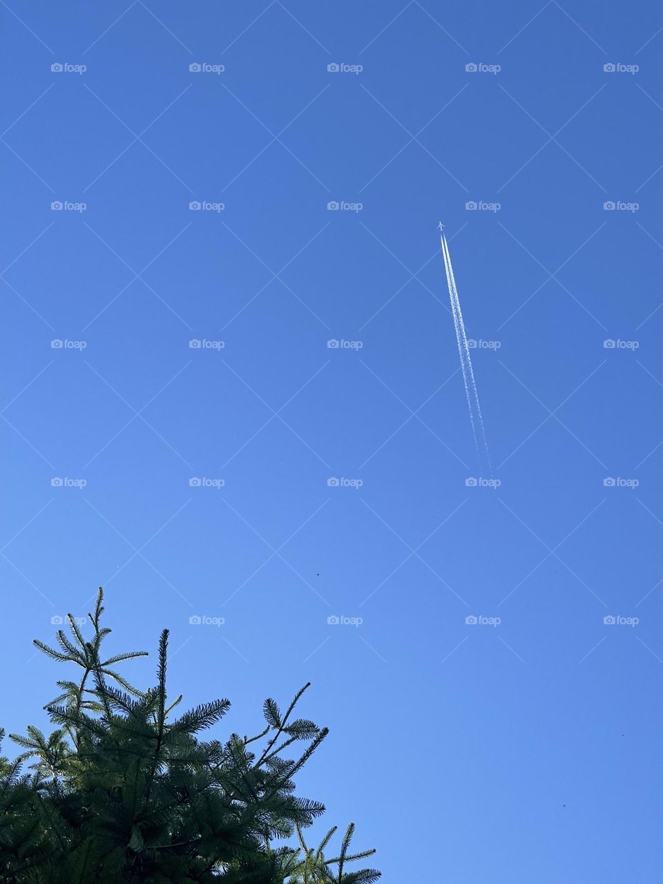 Clear sky with aeroplane and bright green tree