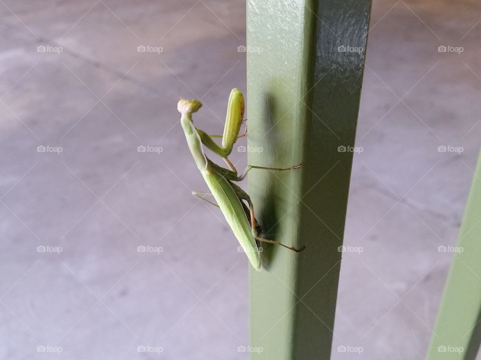 praying mantis. mr. mantis visited us for a day to our kids delight, then flew away.