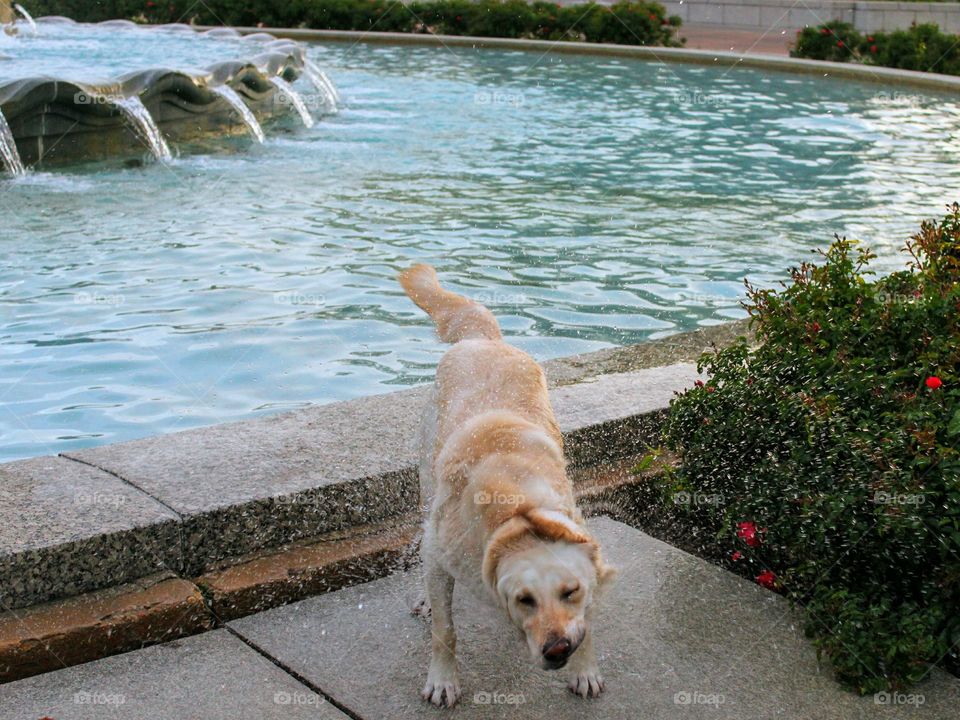 Water in Motion - Dog Shaking Off Water  After Dip in Fountain