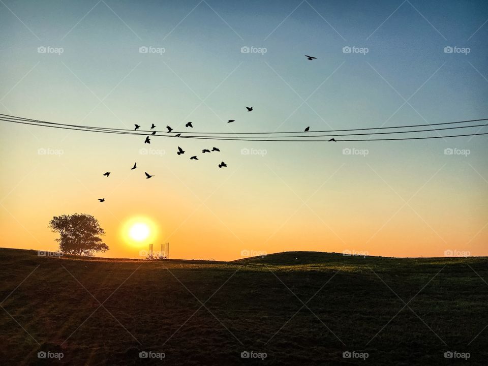 Flock of birds flying in sky at sunset