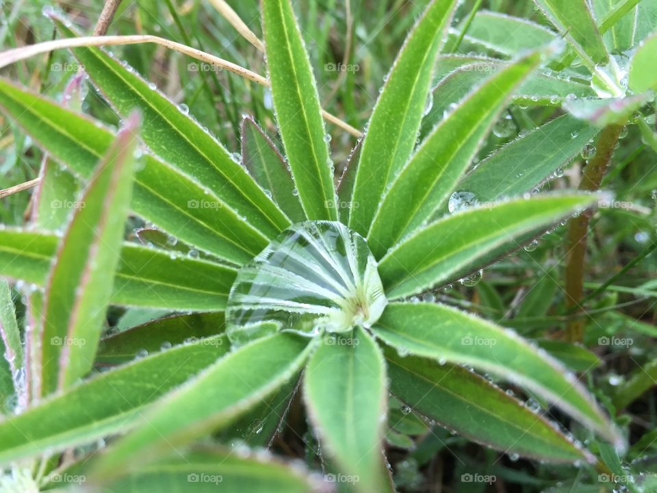 Raindrop in Lupinus
