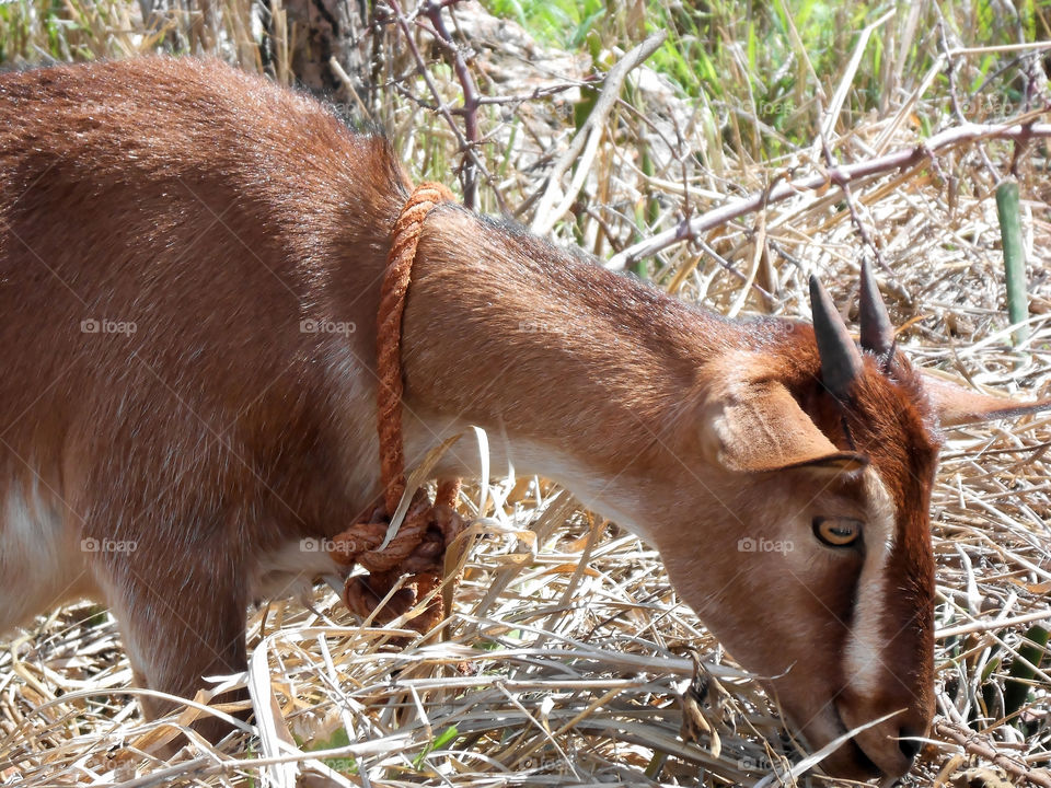 Goat Closeup Feeding