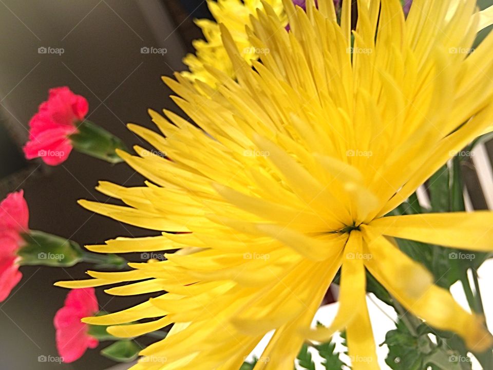 Yellow chrysanthemum