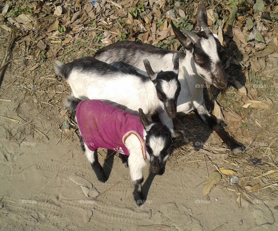 Look my new dress how is it