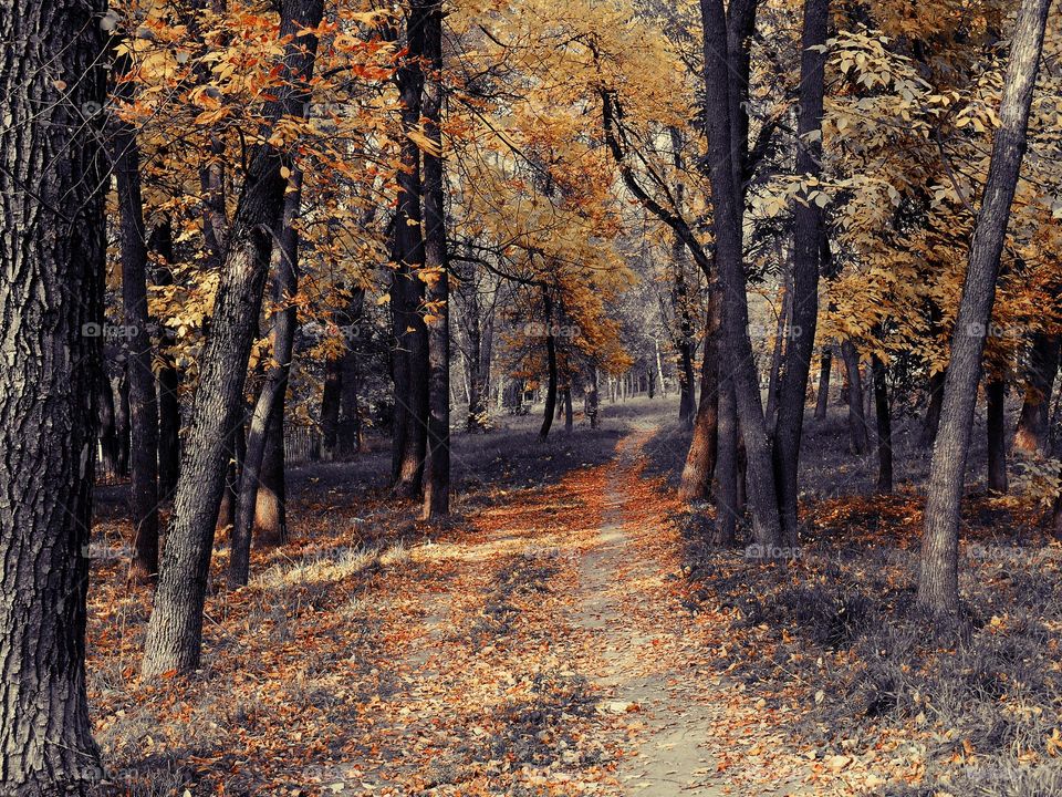 autumn landscape park