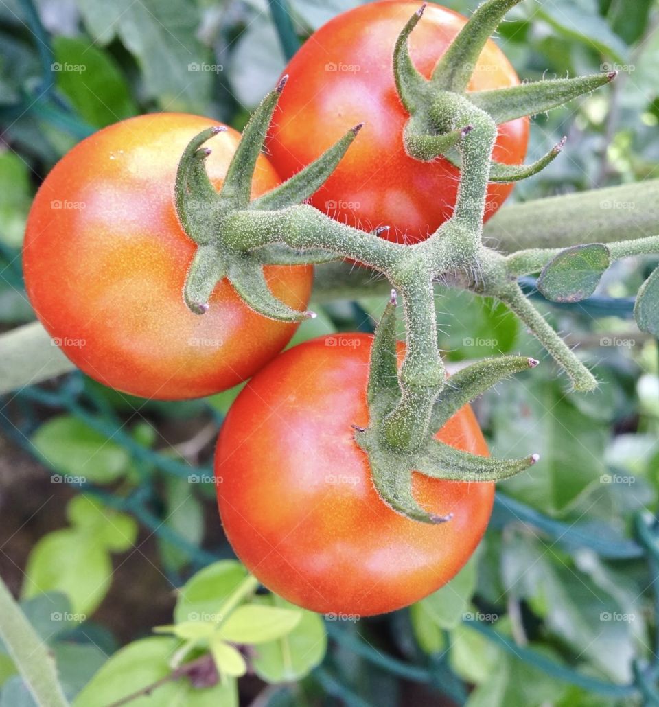 Tomatoes 