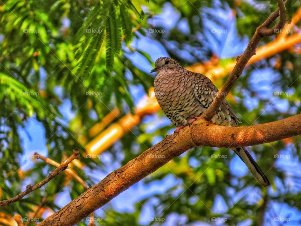 Scaled dove in the morning