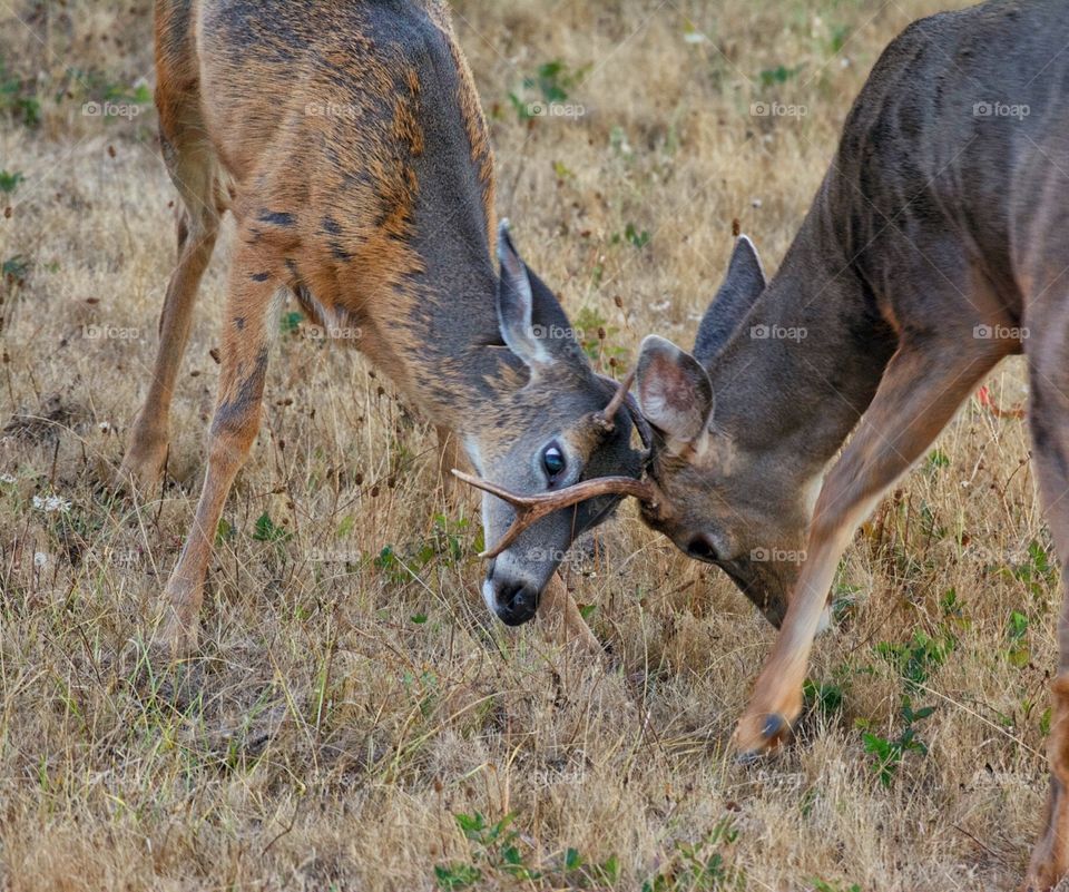 Sparring deer