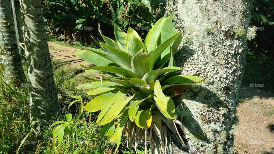 BROMÉLIA VERDE