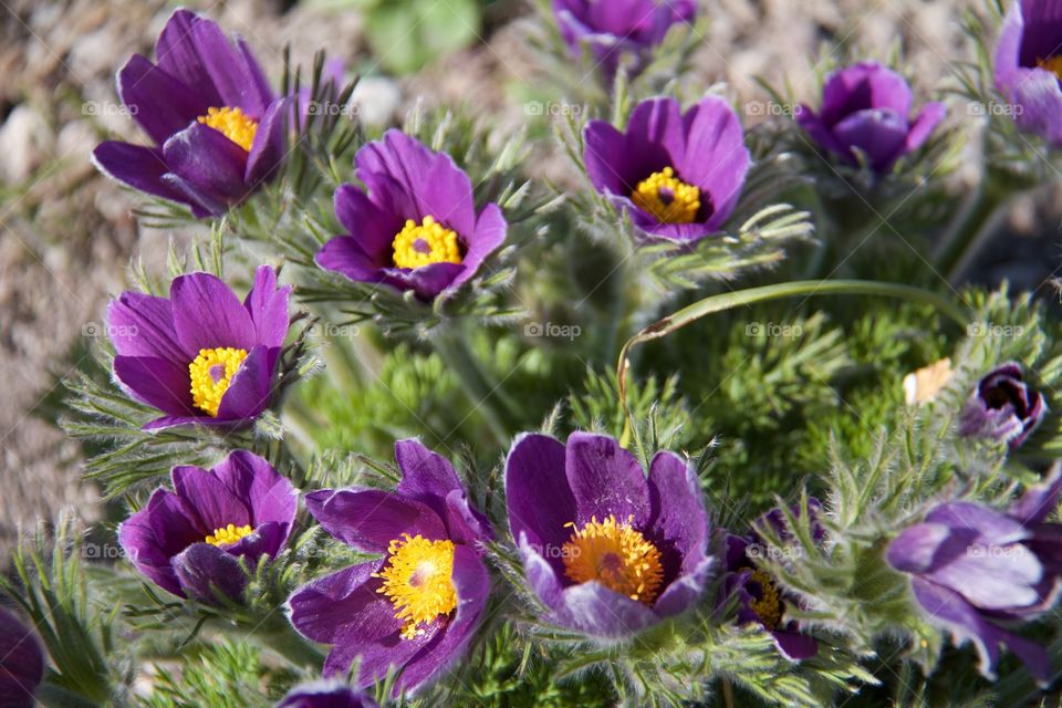 Pulsatilla vulgaris . Pulsatilla vulgaris 