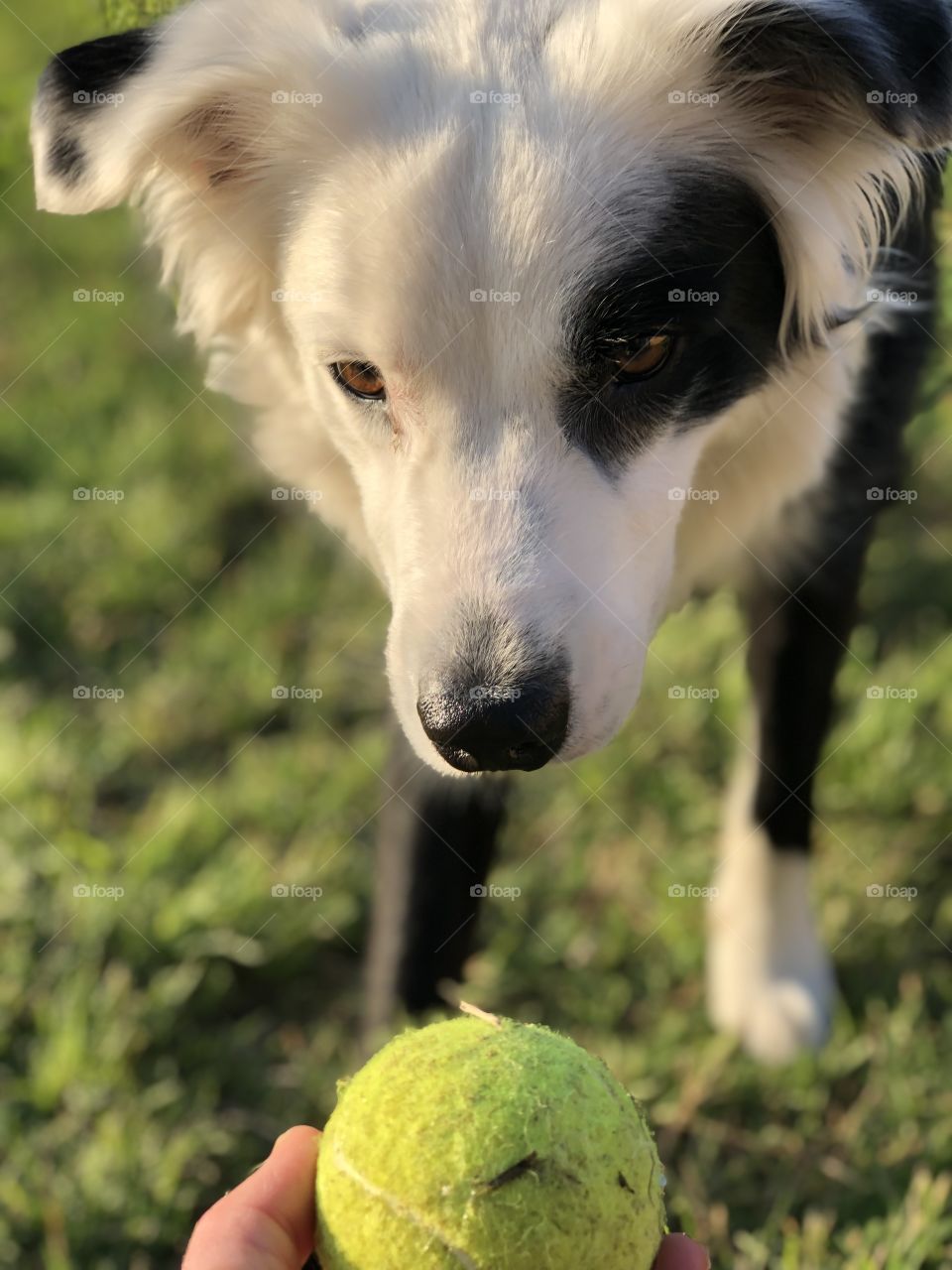 Meet Apache! He is a Border Aussie & service dog to retired Navy Veteran. The intensity of his stare says it all about his love of fetch & tennis balls. 