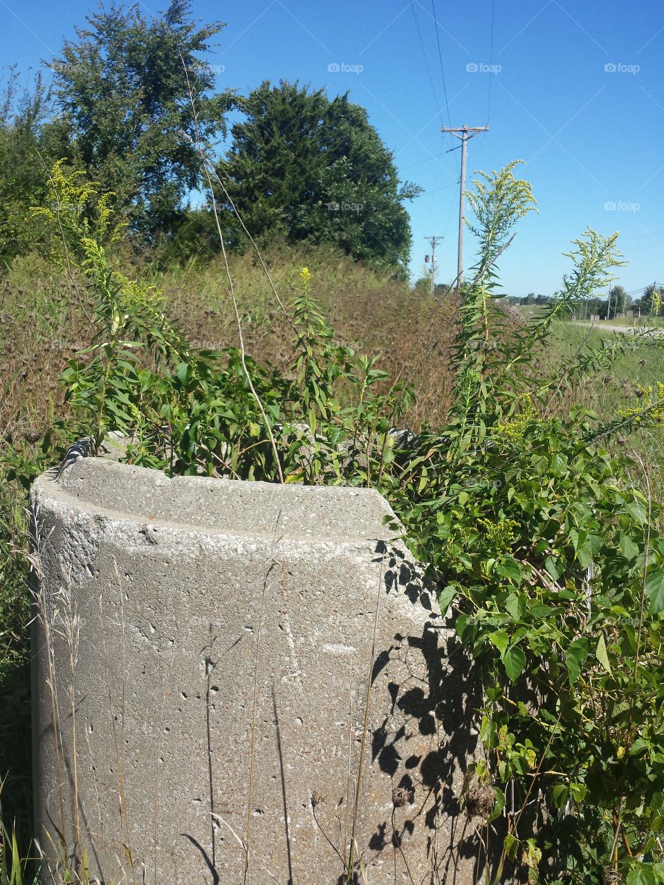 concrete planter