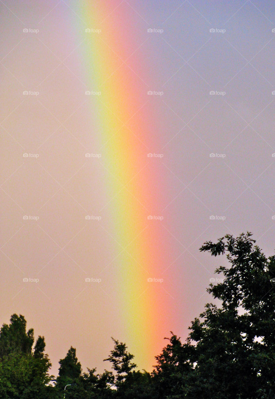 Rainbow above forest