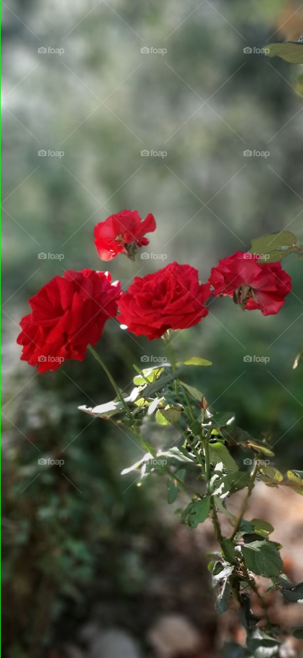 the most beautiful queen of flowers ... a rose