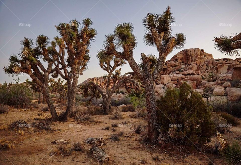 Joshua Tree 