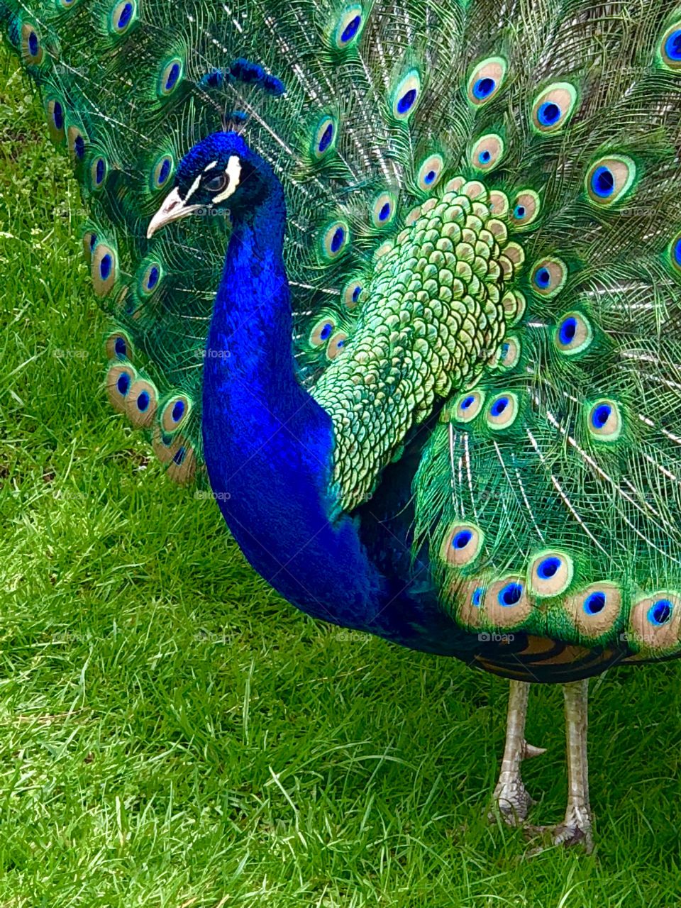 Peacock