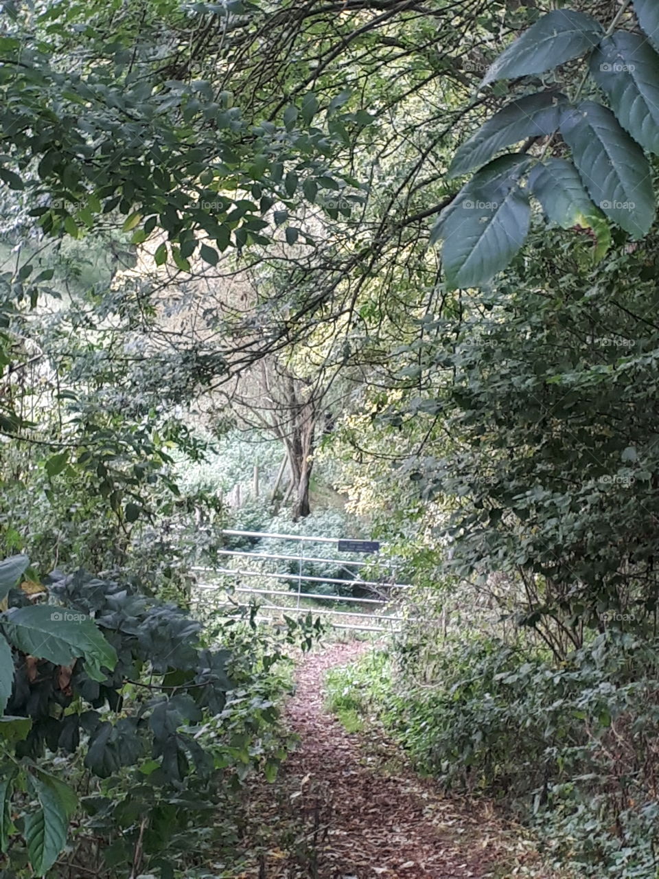 Nature, Tree, Leaf, Wood, Landscape