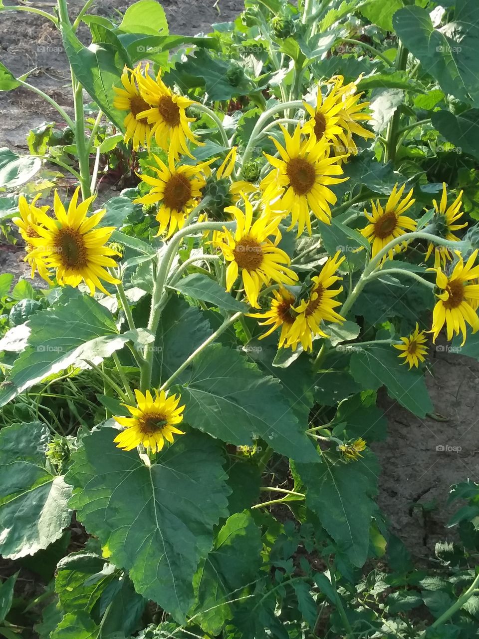 Yellow  sunflowers.