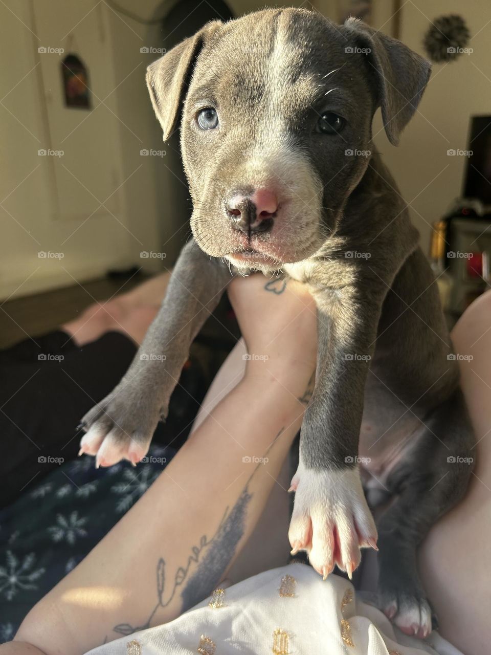 Dogs are the most amazing creatures; they give unconditional love."The dog is a gentleman; I hope to go to his heaven not man's." – Mark Twain