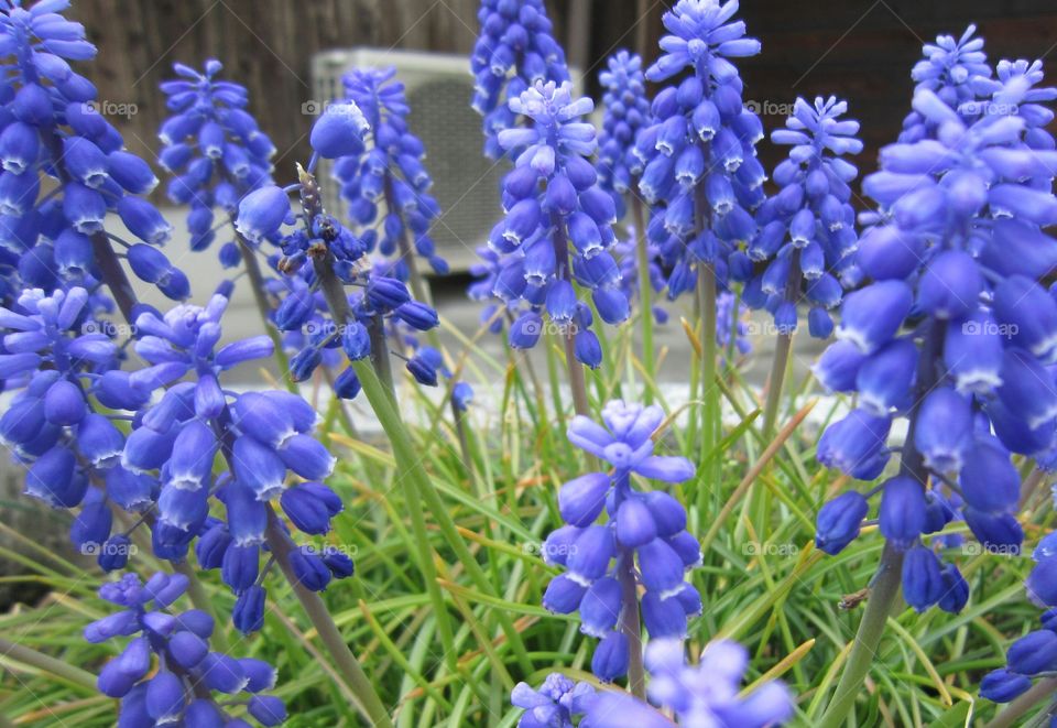 blue flower